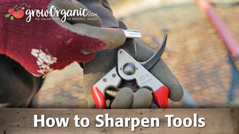 How to Sharpen Loppers And Pruners