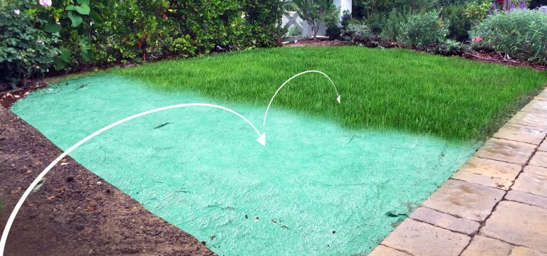 Best Rake for Grass Seed: Top Picks for a Lush Lawn