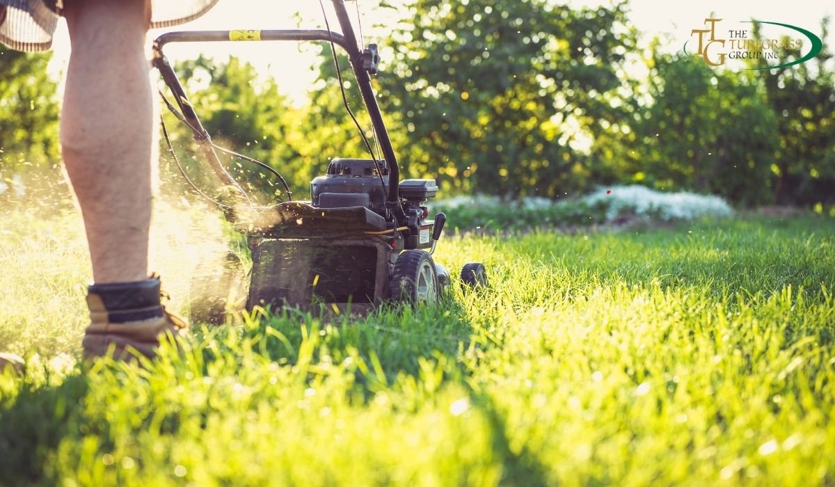 Best Lawn Mower for Tiftuf: Top Picks for Pristine Turf