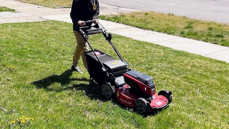Best Shears for Cutting Grass: Top Picks for a Pristine Lawn