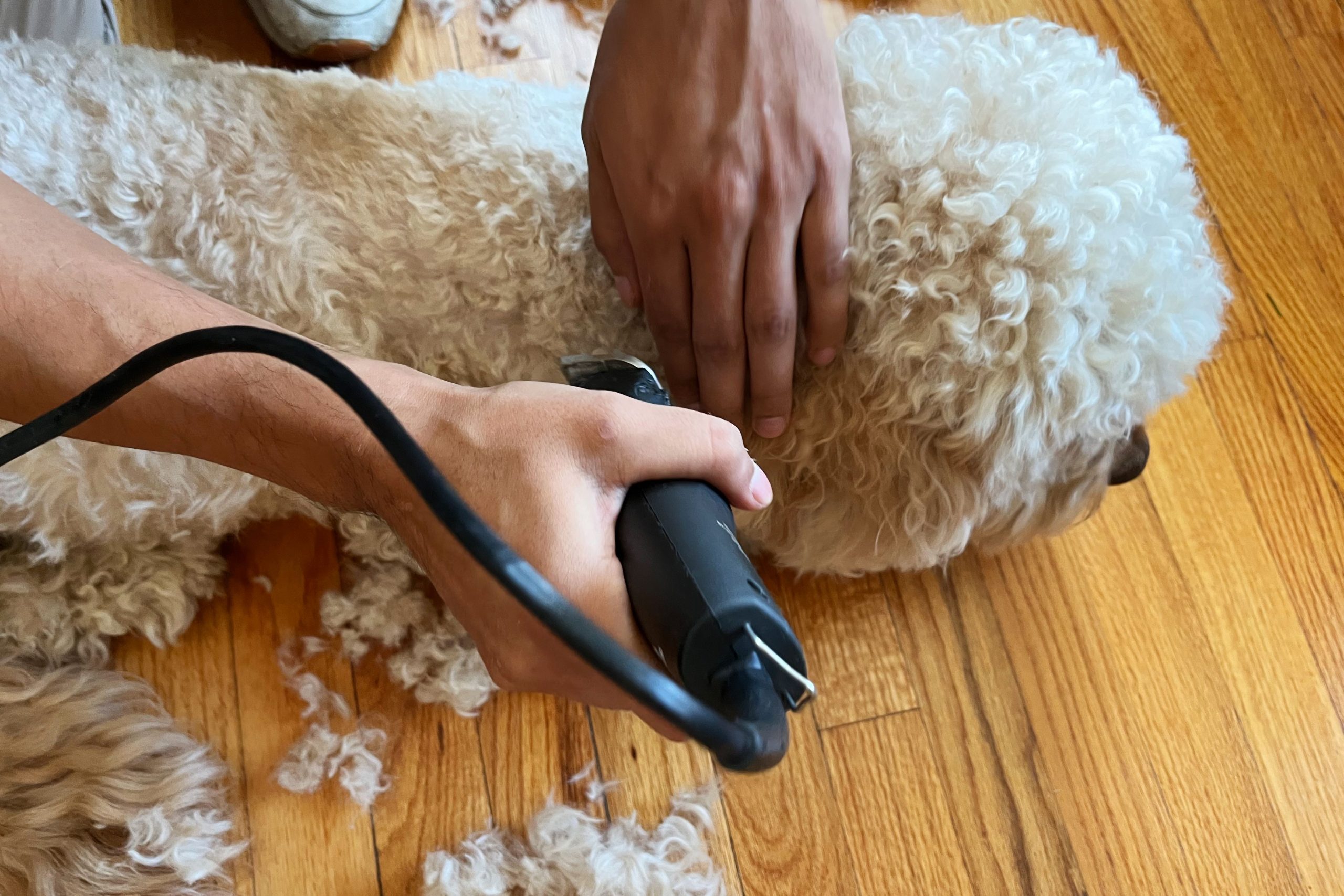 Best Shears for Golden Doodles: Top Grooming Tools for Fluffy Coats